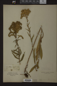 Solidago juncea image