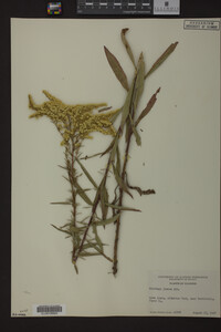 Solidago juncea image