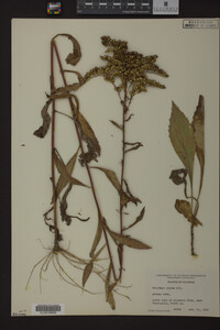 Solidago juncea image