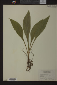 Solidago juncea image