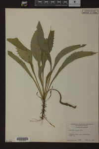 Solidago juncea image