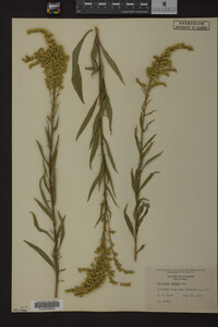 Solidago juncea image