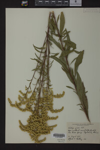 Solidago juncea image