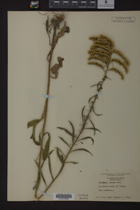 Solidago juncea image