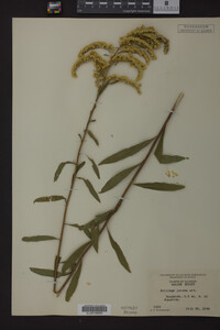 Solidago juncea image