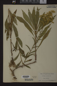 Solidago juncea image
