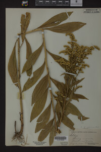 Solidago juncea image