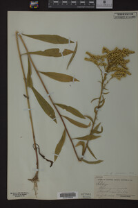 Solidago juncea image