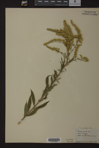 Solidago juncea image