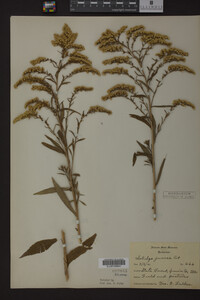 Solidago juncea image