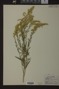 Solidago juncea image