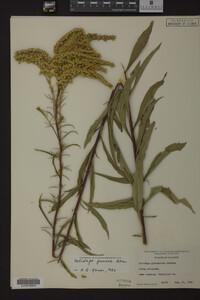 Solidago juncea image