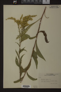 Solidago juncea image