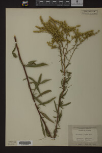 Solidago juncea image