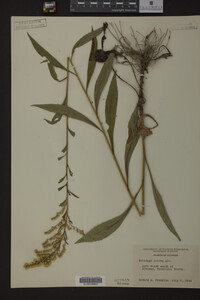 Solidago juncea image