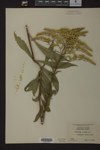 Solidago juncea image
