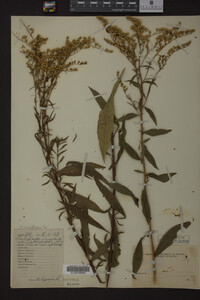 Solidago juncea image