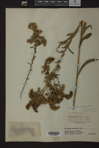 Solidago juncea image