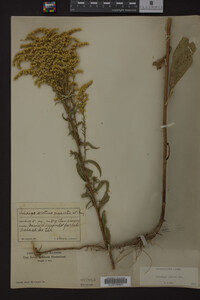 Solidago juncea image