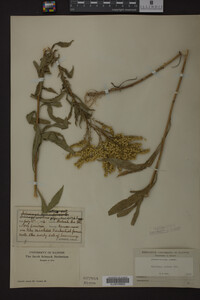 Solidago juncea image