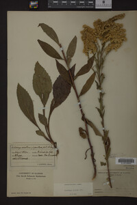 Solidago juncea image