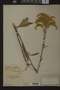 Solidago juncea image