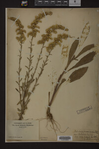 Solidago juncea image