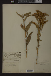 Solidago juncea image