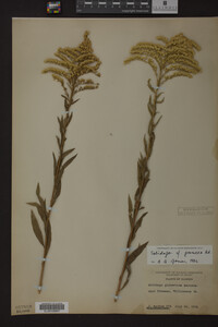 Solidago juncea image