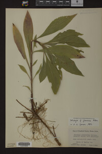 Solidago juncea image