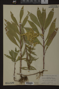 Solidago juncea image