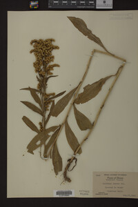 Solidago juncea image