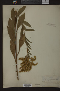 Solidago juncea image