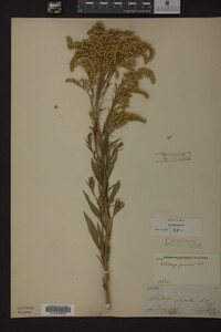 Solidago juncea image