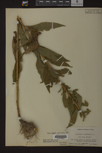 Solidago juncea image