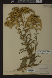 Solidago juncea image