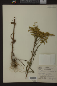 Solidago juncea image