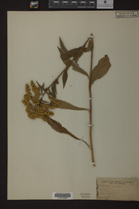 Solidago juncea image