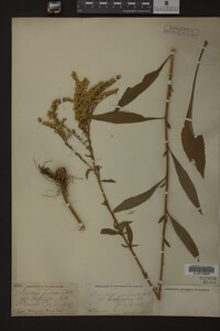 Solidago juncea image
