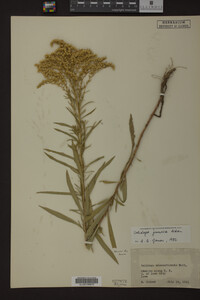 Solidago juncea image