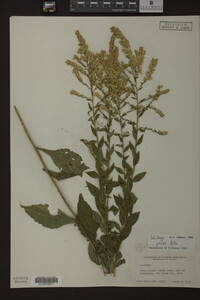 Solidago juncea image