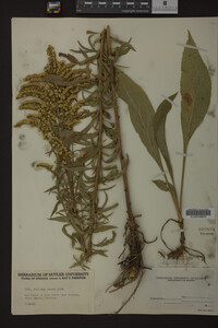 Solidago juncea image
