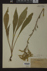 Solidago juncea image