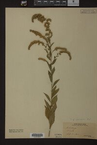 Solidago juncea image