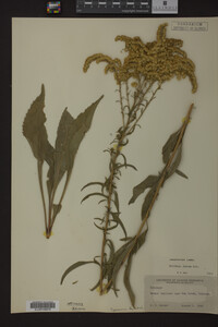 Solidago juncea image