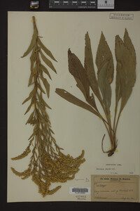 Solidago juncea image