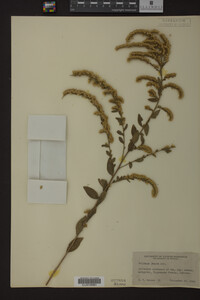 Solidago juncea image