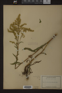 Image Associated With the Occurrence