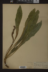 Image Associated With the Occurrence