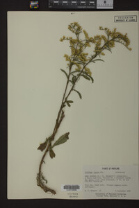 Solidago juncea image
